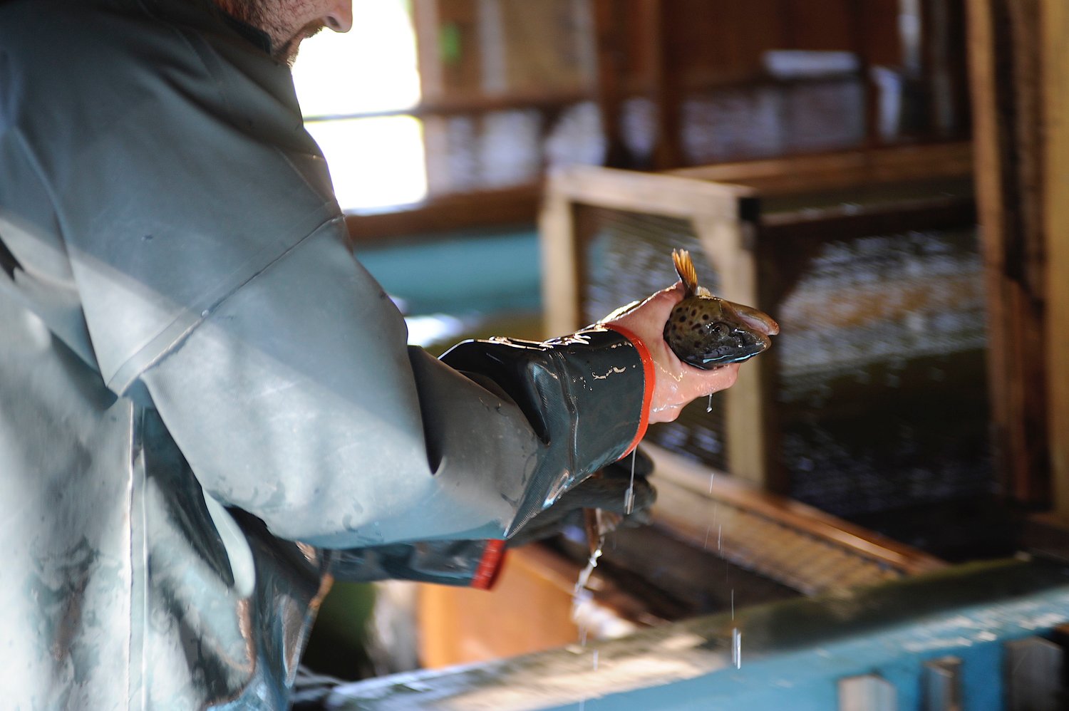 The selection process. A NYS DEC fish culturist selects a brown trout that is deemed ready for harvesting eggs. Now they’re on their way to produce millions of fish that will be released into waterways in 2023.